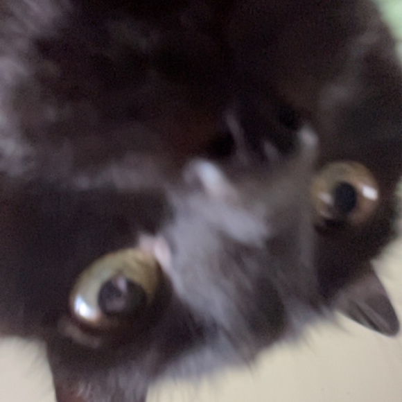 morningdaisy